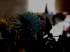 blumen-1
